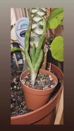 🌿 Aloe Vera en pleine santé + rejets (facile à entretenir), Tuin en Terras, Planten | Tuinplanten