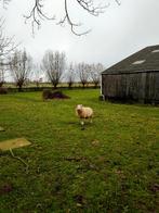 schaap ooi te koop, Vrouwelijk, Schaap, 3 tot 5 jaar