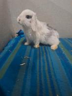 Jonge Nederlandse hangoordwerg konijntjes, Dieren en Toebehoren, Meerdere dieren, Dwerg, Hangoor, 0 tot 2 jaar