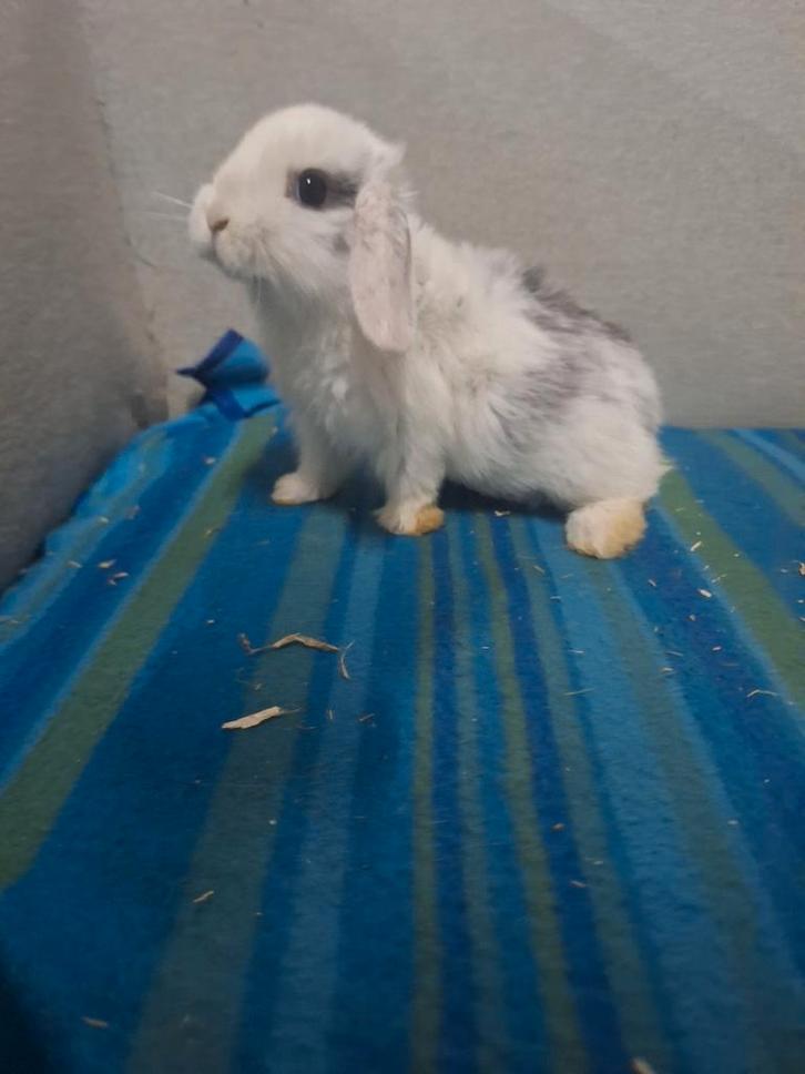 Jonge Nederlandse hangoordwerg konijntjes, Dieren en Toebehoren, Konijnen, Dwerg, Meerdere dieren, 0 tot 2 jaar, Hangoor