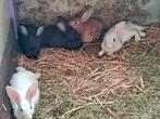 Jonge konijntjes, Dieren en Toebehoren