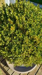 Grote buxusbol met kuip, Jardin & Terrasse, Plantes | Arbustes & Haies, Enlèvement, Buis