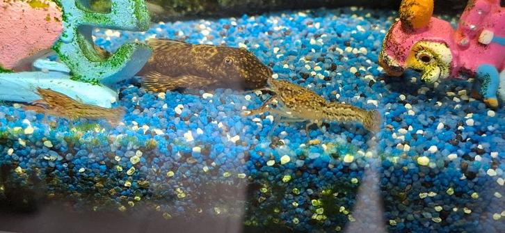 Dwergkreeftjes, Dieren en Toebehoren, Vissen | Aquariumvissen, Zoetwatervis, Kreeft, Krab of Garnaal