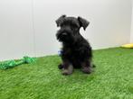 Dwerg Schnauzer pups, België, 8 tot 15 weken, CDV (hondenziekte), Meerdere