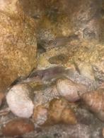 lamprologus ocellatus, Dieren en Toebehoren, Vissen | Aquariumvissen, Vis, Zoetwatervis