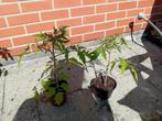 tomatenplanten, Tuin en Terras, Ophalen, Volle zon, Groenteplanten, Eenjarig