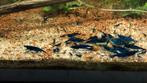 Groepje van 11 Blue dream garnalen neocaridina, Animaux & Accessoires, Poissons | Poissons d'aquarium, Homard, Crabe ou Crevette