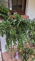 Epiphyllum Anguliger - Zaagcactus, Enlèvement