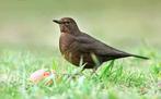 Merel vrouwtje pop, Dieren en Toebehoren, Vogels | Overige Vogels