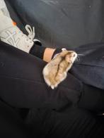 3 tamme hamsters met 1 grote kooi en kleine kooi, November, Meerdere dieren