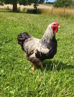 Coq wyandotte naine perdrix argenté, Dieren en Toebehoren, Pluimvee