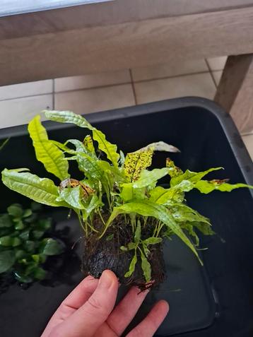 Aquariumplanten op hout/kokosnoot beschikbaar voor biedingen