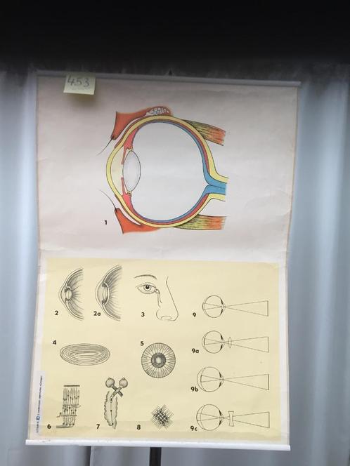 Retro schoolkaart - Oog/Oor/Tanden - Kaart 453, Huis en Inrichting, Woonaccessoires | Wanddecoraties, Gebruikt, Ophalen of Verzenden
