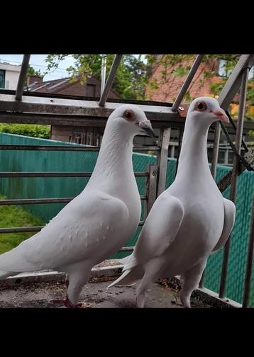 Te huur  witte bruidsduiven  beschikbaar voor biedingen