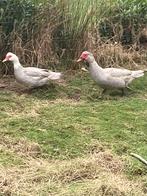 Barbarieeenden, Dieren en Toebehoren, Pluimvee, Meerdere dieren, Eend