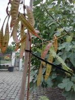 Graines de mimosa blanc 20 graines en vrac, Envoi