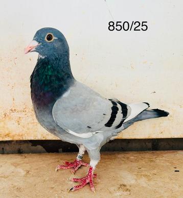 Blauwe witpen duiver beschikbaar voor biedingen