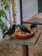 Driekleurige glansspreeuwen per vogel, Dieren en Toebehoren, Vogels | Overige Vogels