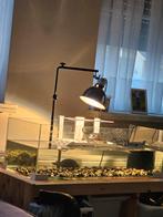 Schildpadden, Dieren en Toebehoren, Ophalen of Verzenden, Zo goed als nieuw