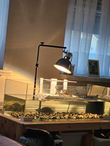 Schildpadden, Enlèvement ou Envoi, Comme neuf