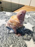 Conure lutino et porteur lutino, Enlèvement