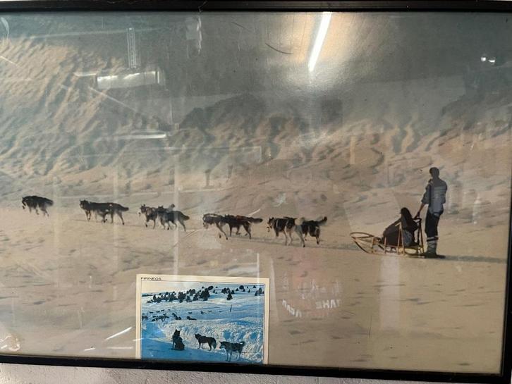 Hondenslee, en de harnassen, Antiek en Kunst, Curiosa en Brocante, Ophalen