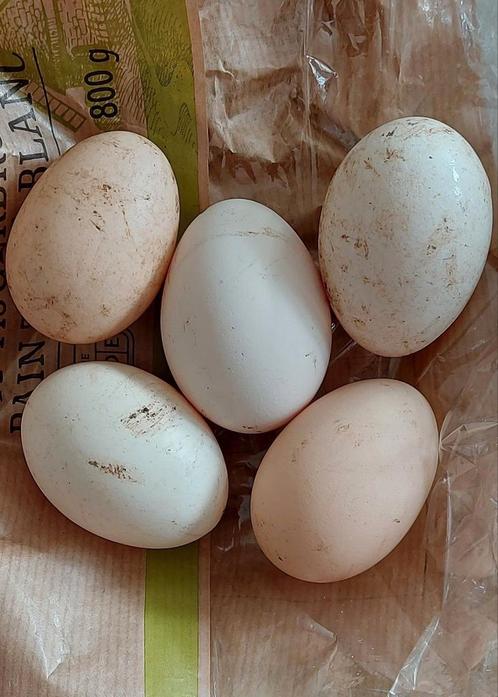Broedeieren (ook verzending), Dieren en Toebehoren, Pluimvee