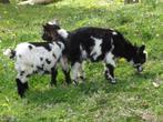 2 chèvres naines, Animaux & Accessoires, Moutons, Chèvres & Cochons, Chèvre, Plusieurs animaux, 0 à 2 ans