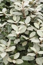 Olijfwilg - Eleagnus ebbingeii 40-60 cm, Tuin en Terras, Ophalen, Haag