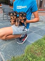 Yorkshire terriër pups, Dieren en Toebehoren, Honden | Jack Russells en Terriërs, Yorkshire Terriër, België, CDV (hondenziekte)