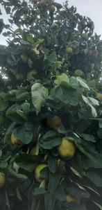 Mooie biologische kweeperen uit eigen tuin, Tuin en Terras, Planten | Fruitbomen, Ophalen