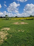 Weide te huur voor paarden te Gentbrugge, Dieren en Toebehoren, Weidegang, 4 paarden of pony's of meer