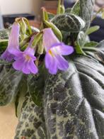 Streptocarpus 'Pretty turtle', Enlèvement