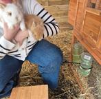 Leeuwenkopjes konijnen