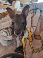 Gezocht: baby wallaby om op te voeden met de fles