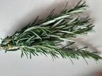 Rozemarijn bussel, Tuin en Terras, Planten | Tuinplanten, Ophalen, Kruiden