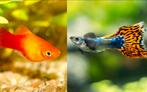 Gezocht: mollys en guppys, Dieren en Toebehoren, Vissen | Aquariumvissen