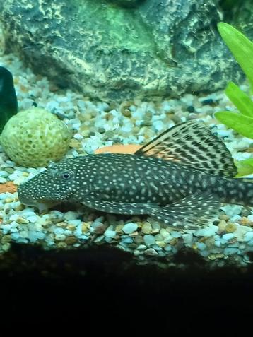 2 volwassen zwarte vrouwelijke ancistrus +/- 10 cm voor 25 e beschikbaar voor biedingen