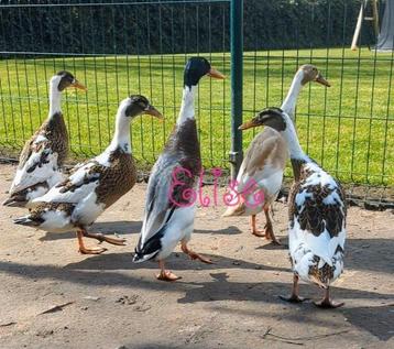 Broedeieren loopeenden indische loopeend, Dieren en Toebehoren, Pluimvee, Eend