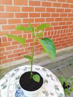 Peper plant Inca Red Drop, Tuin en Terras, Ophalen