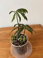 Anthurium Polyschistum, Huis en Inrichting, Kamerplanten, Ophalen of Verzenden