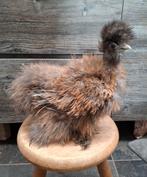 USA zijdehoender hennen, ingeënt