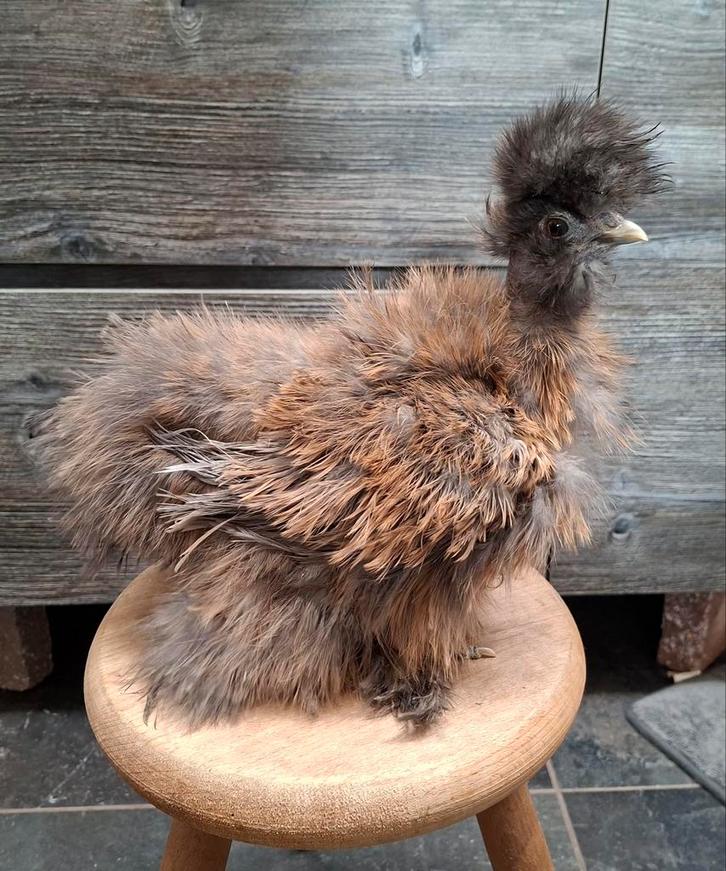 USA zijdehoender hennen, ingeënt, Dieren en Toebehoren, Pluimvee