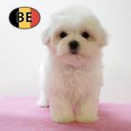 Maltezer - zachte Belgisch pups te koop, België, Maltezer, Handelaar, CDV (hondenziekte)