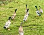Loopeenden, Plusieurs animaux, Canard