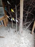 grasparkiet, Meerdere dieren, Parkiet