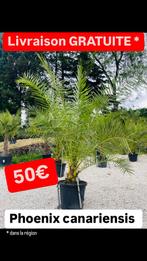 Liquidatie van palm- en olijfbomen. GRATIS BEZORGING, Tuin en Terras, Planten | Tuinplanten, Ophalen of Verzenden, Winter