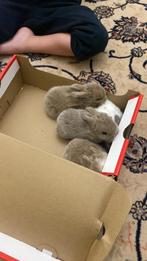 Bebe lapin a vendre 1 mois