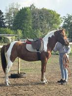 Bonte 2 jaarse merrie, Dieren en Toebehoren, Pony's, Merrie