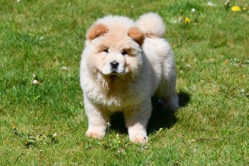 Chow Chow pups te koop, Dieren en Toebehoren, Honden | Poolhonden, Keeshonden en Oertypen, Meerdere dieren, Overige rassen, Fokker | Professioneel